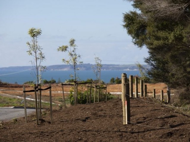 Environmental landscaping Orewa